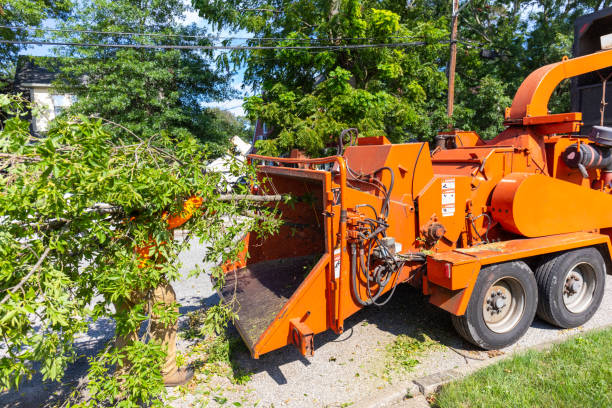 The Steps Involved in Our Tree Care Process in Oak Hills, PA